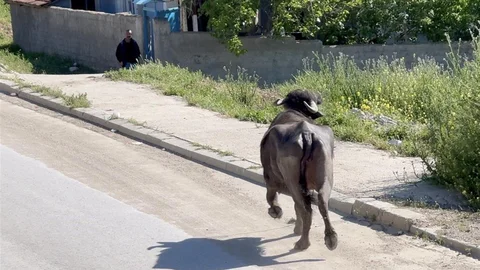 Çorum'da Kaçan Kurbanlık Olayı