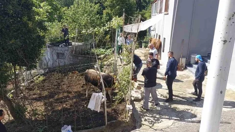Rize'de Kaçan Kurbanlık Boğa