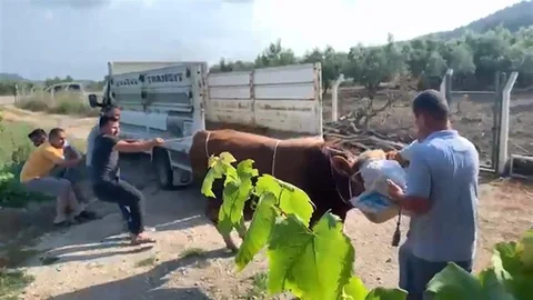 Bursa'da Boğa Kontrolden Çıktı