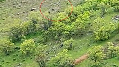 Tunceli'de Ayı Sürüsü Görüntülendi