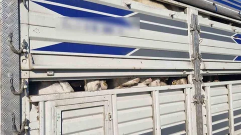 İstanbul'da Kaçak Kurbanlık Operasyonu