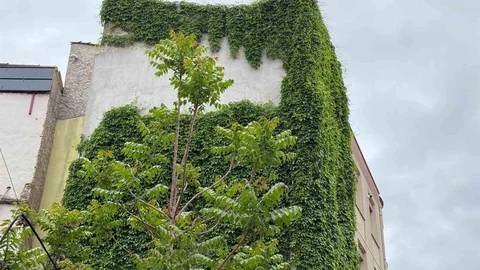 Eskişehir'deki Apartmanın Duvakları Yeşil Oldu