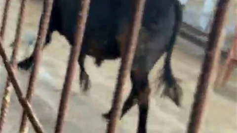 Ankara'da Kaçan Dana Kovalamaca Yaşattı