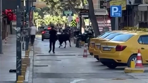 Kaçan Dana İzmir'de Korku Yarattı