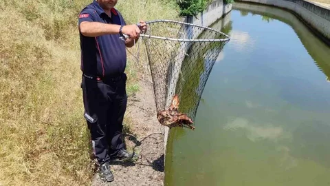 Bozdoğan’da Yaralı Kartal Kurtarıldı