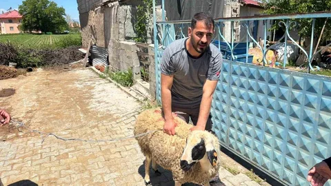 Erzincan'da Kaçan Koyun Yakalandı