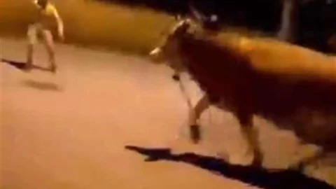 Bursa’da Kaçan Dana Paniği