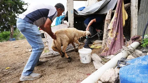 Tarsus Belediyesi, 92 Şehit Ailesine Kurbanlık Dağıttı