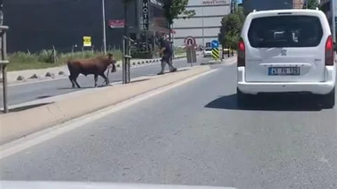 Arnavutköy'de Kaçan Kurbanlık Dana