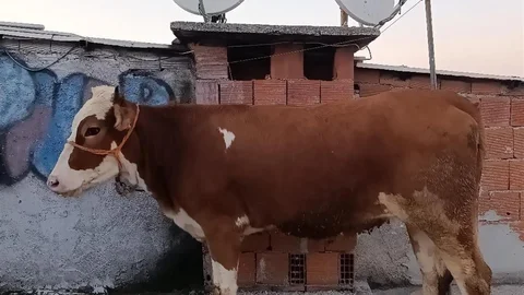Bursa'da Büyükbaş Hayvan Çatıya Çıkarıldı
