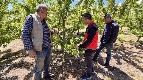 Kiraz Üretim Alanlarında Kontroller Devam Ediyor