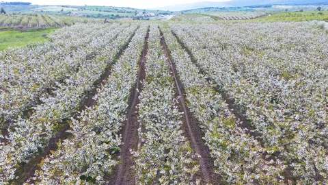 Çiçek Açan Kiraz Ağaçları Eskişehir'de Görsel Şölen Sunuyor