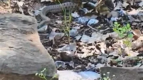 Tunceli'de Yılan Sincabı Avladı