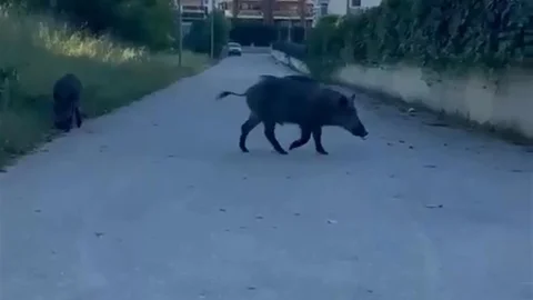 Bursa'da Domuzlar Yiyecek Aradı