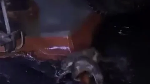 Bursa'da Su Samurları Balık Yiyor