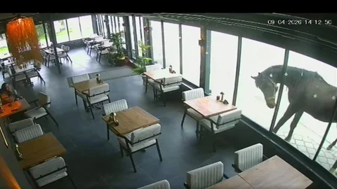 Yılkı Atı Kafenin Camını Kırdı