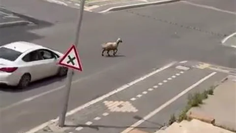 Diyarbakır'da Kaçan Kurbanlık Koyun Trafiği Alt Üst Etti