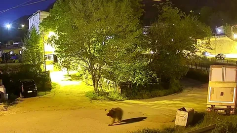 Gümüşhane'de Yiyecek Arayan Ayı Görüntülendi