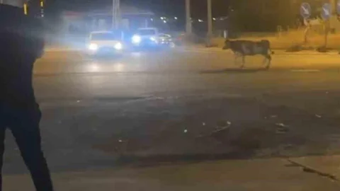 Mardin'de Kaçan İnek Paniğe Neden Oldu