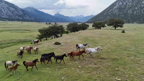 Toroslar'da Yılkı Atları Görüntülendi