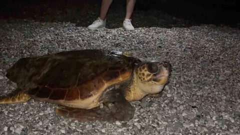 Antalya'da Dev Caretta Caretta Görüldü