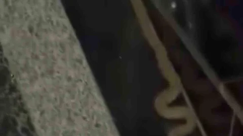 Diyarbakır'da Yılan Panik Yarattı