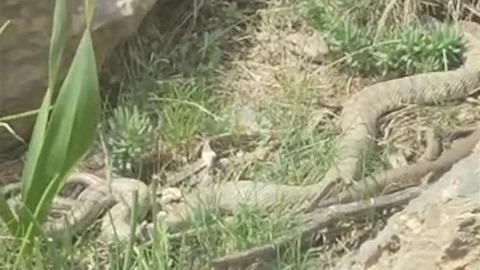 Hakkari'de Doğaseverler Engerek Yılanı Gördü