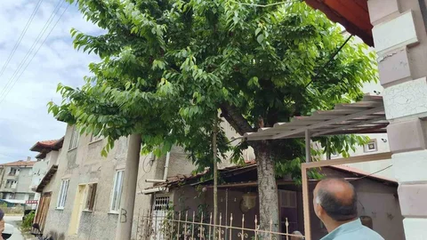 Çorum'da Kiraz Toplama Kazası