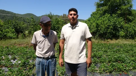 Marmaris'te Baba Oğul Çilek Yetiştiriyor