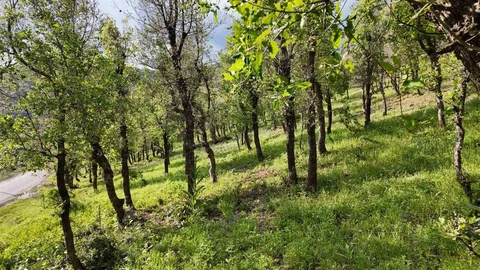 Şırnak’ta Tırtıl İstilası Başladı