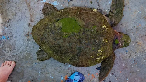 Aydın'da Yaralı Caretta Caretta'ya Yardım Edildi