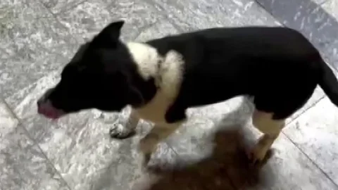 Atların Yanında Büyüyen Köpek İlgi Odağı Oldu