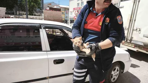 Afyonkarahisar'da Yavru Kedi Kurtarma Operasyonu