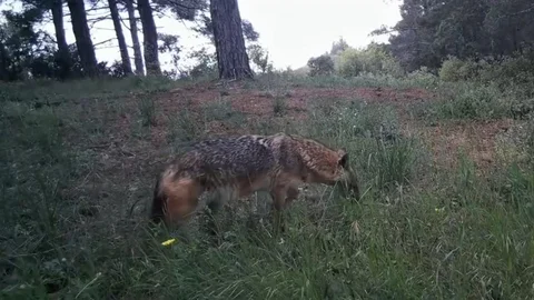 Ganoslar’da Yaban Hayatının Eşsiz Anları Kaydedildi