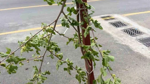 Siirt'te Çocuk Dut Dalını Kırdı