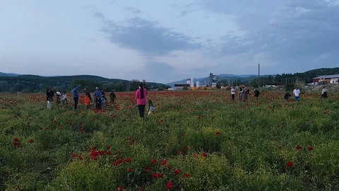 Bingöl'de Gelincik Tarlası İlgi Odağı Oldu