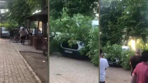 Tarsus Barajı Mesire Alanında Ağaç Park Halindeki Pikabın Üstüne Devrildi