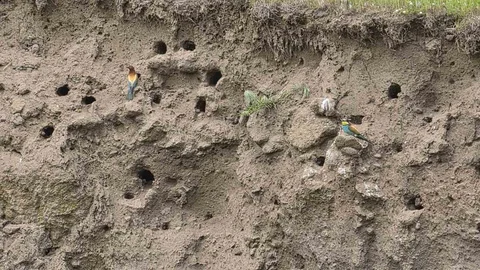 Güroymak'ta Arı Kuşları Şöleni