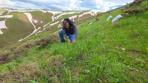 Bitlis'te Çiriş Otu Toplama Zamanı