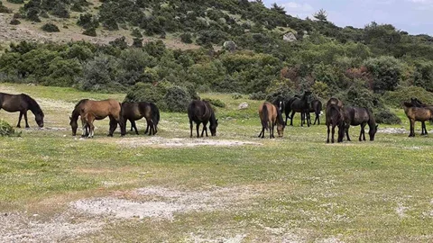 Ayvacık'ta Yılkı Atları Sorunu