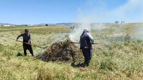 Gaziantep'te Firik Ütümü Sezonu Başladı