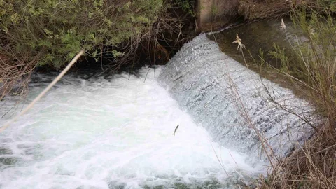 Elazığ'da Siraz Balıklarının Göçü Devam Ediyor