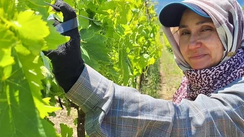 Manisa'da Üzüm Üreticileri Yoğun Çalışıyor