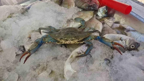 Sinop'ta Nadir Görülen Mavi Yengeç