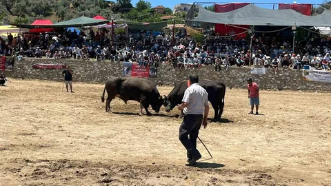 Germencik’te 63 Çift Boğa Güreşti