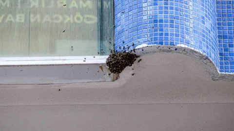Çorum'da Arı Paniği Yaşandı