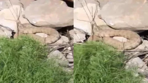 Hakkari'de Koca Engerek Yılanı Görüntülendi