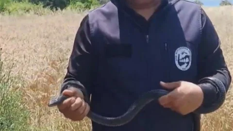 Hatay'da Yılan Yakalama Olayı