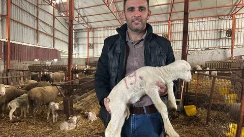 Bursa'da Koyunculuk İçin Öneriler