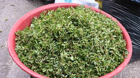 Yozgat'ta Madımak Toplama Geleneği
